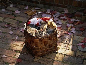 日本相关部门回应《刺客信条：影》黑人武士弥助风波