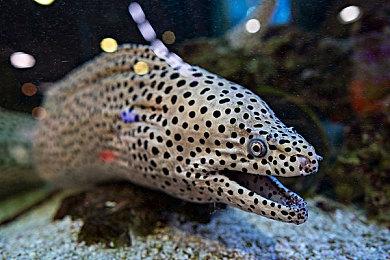 《马力欧激战前锋》第二弹免费更新 今日配信